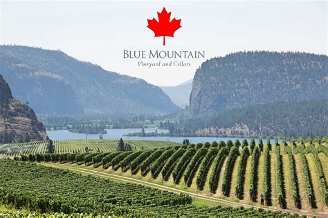Blue mountain winery - Blue Mountain Vineyards, New Tripoli, PA. 12,016 likes · 87 talking about this · 24,469 were here. Quality over quantity. European & French Hybrid varietal grapes producing International...